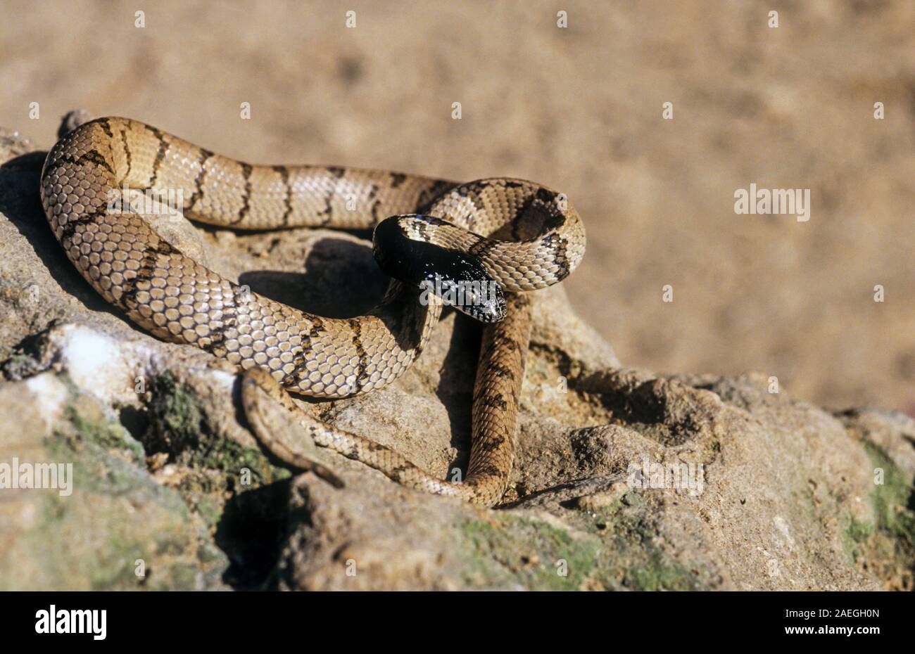 Telescopus hoogstraali, common names of which include Hoogstraal's cat snake, Desert Tiger Snake and the Sinai cat snake, is an endangered species of Stock Photo