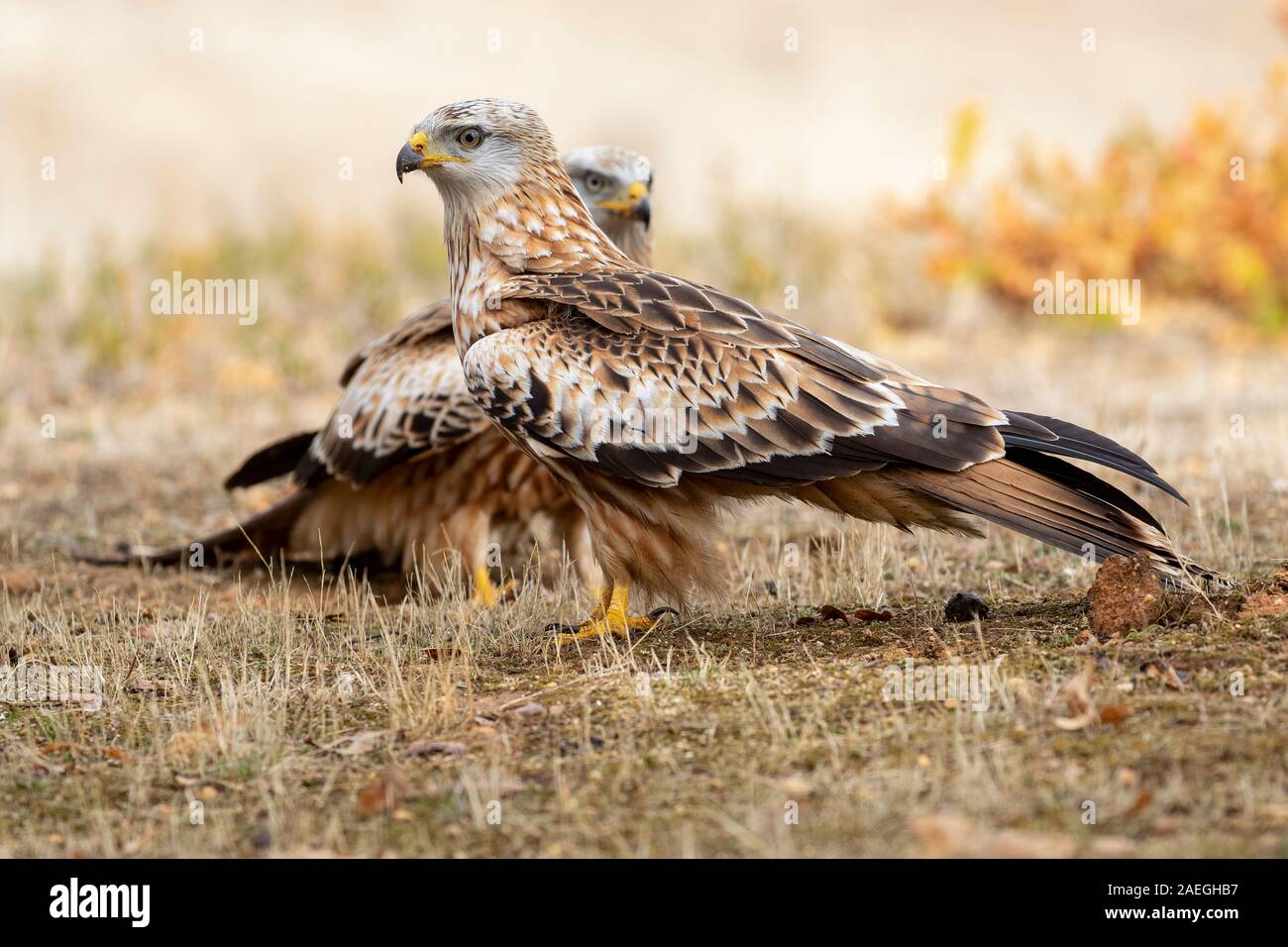 2 Red Kites (Milvus Milvus) feeding on the ground. Lion. Spain Stock Photo