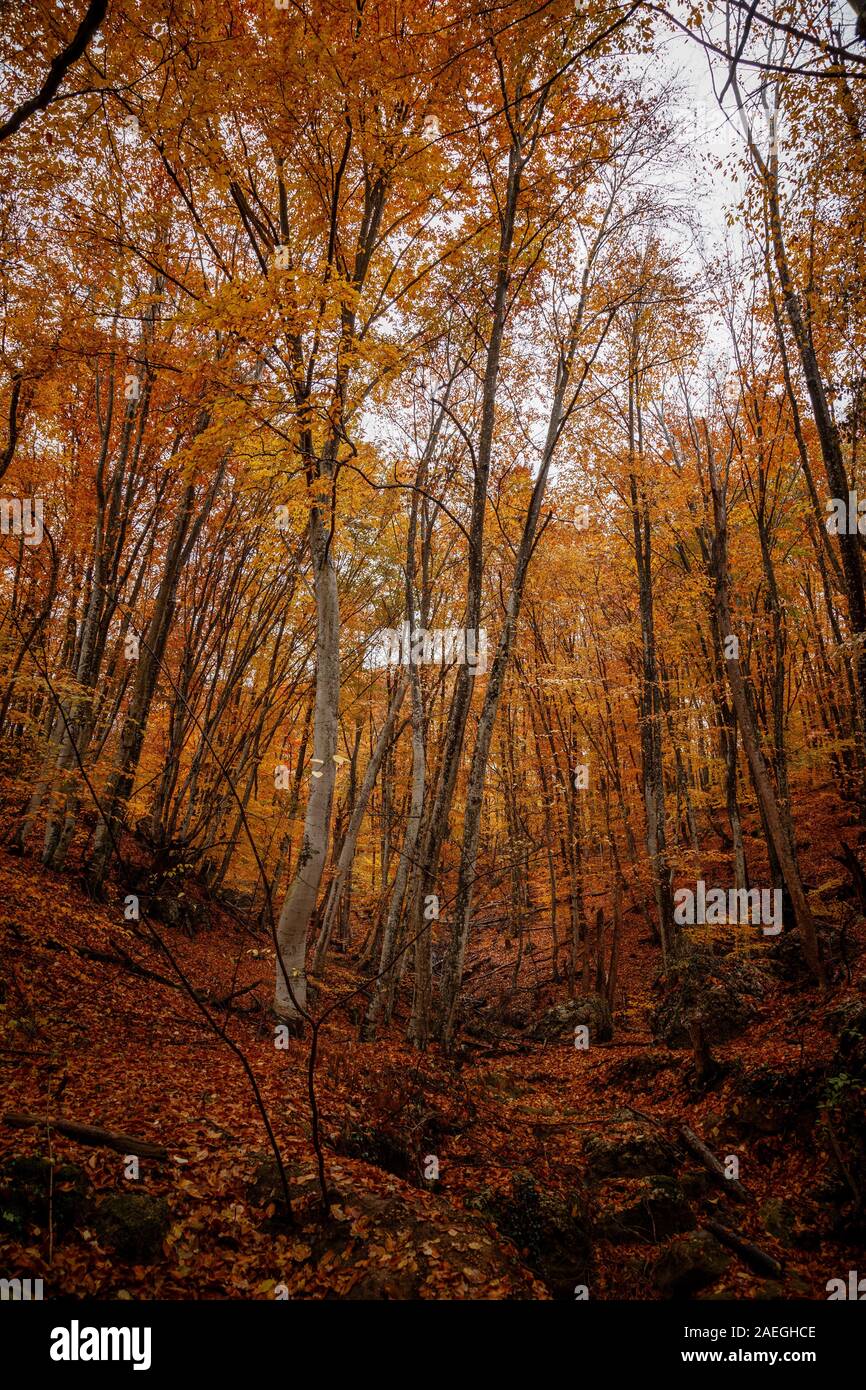 Tree Raine autumn yellow trees in the forest in raine. Beauty of nature concept ...