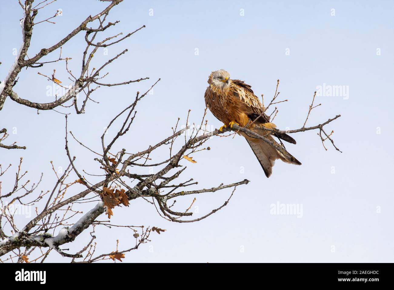 Red Kite (Milvus Milvus) perched on top of an oak. Lion. Spain Stock Photo