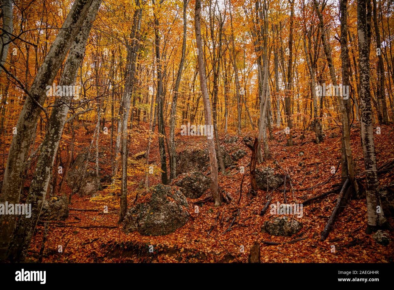 Tree Raine autumn yellow trees in the forest in raine. Beauty of nature concept ...