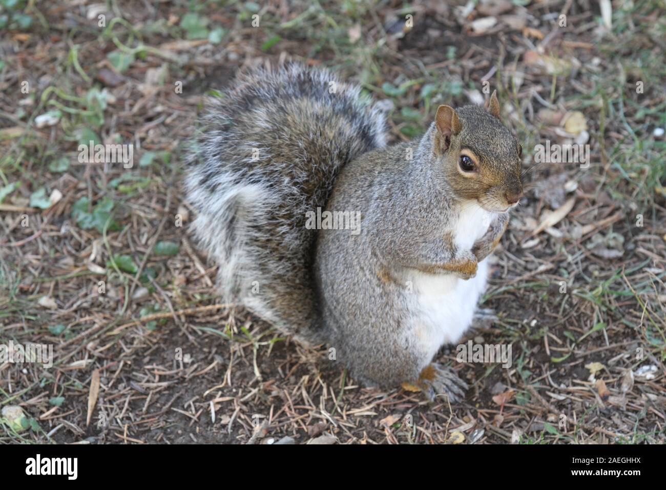 Squirrel eating food with its front paws Stock Photo Alamy
