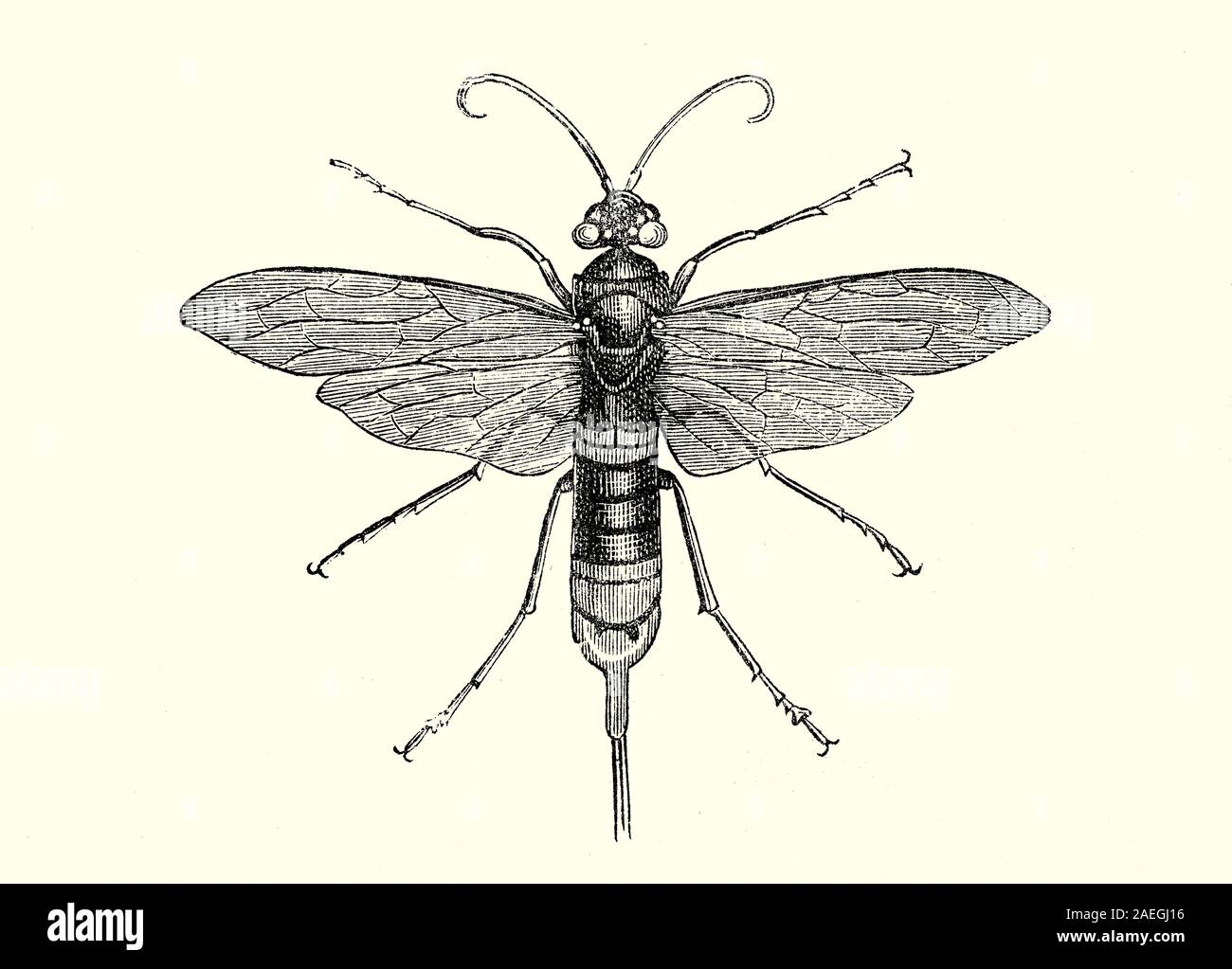 Wood Cut Wood Engraving High Resolution Stock Photography And Images Alamy