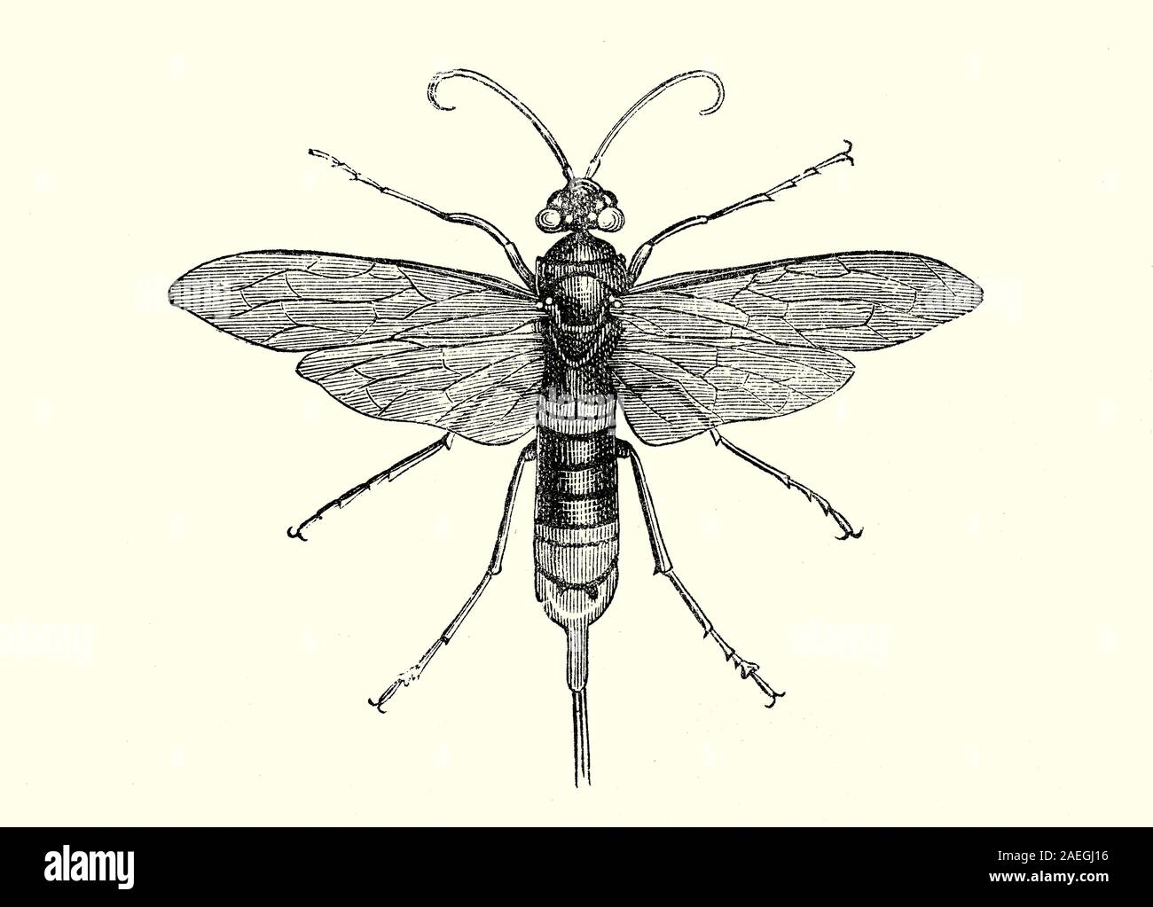 The Sirex woodwasp (Sirex Giganteus) AKA Horntail is the common name for any of the 150 non-social species of the family Siricidae, of the order Hymenoptera, a type of xylophagous sawfly. They lay their eggs about an inch into a tree. There is a record of a Sirex-infested tree, cut into rafters and used in building a roof and covered with sheet-lead an eighth of an inch thick. One of the rafters contained a Sirex in immature form; and when an adult it found the way obstructed by the lead. It went right through, apparently finding lead not much more difficult to deal with than bark Stock Photo