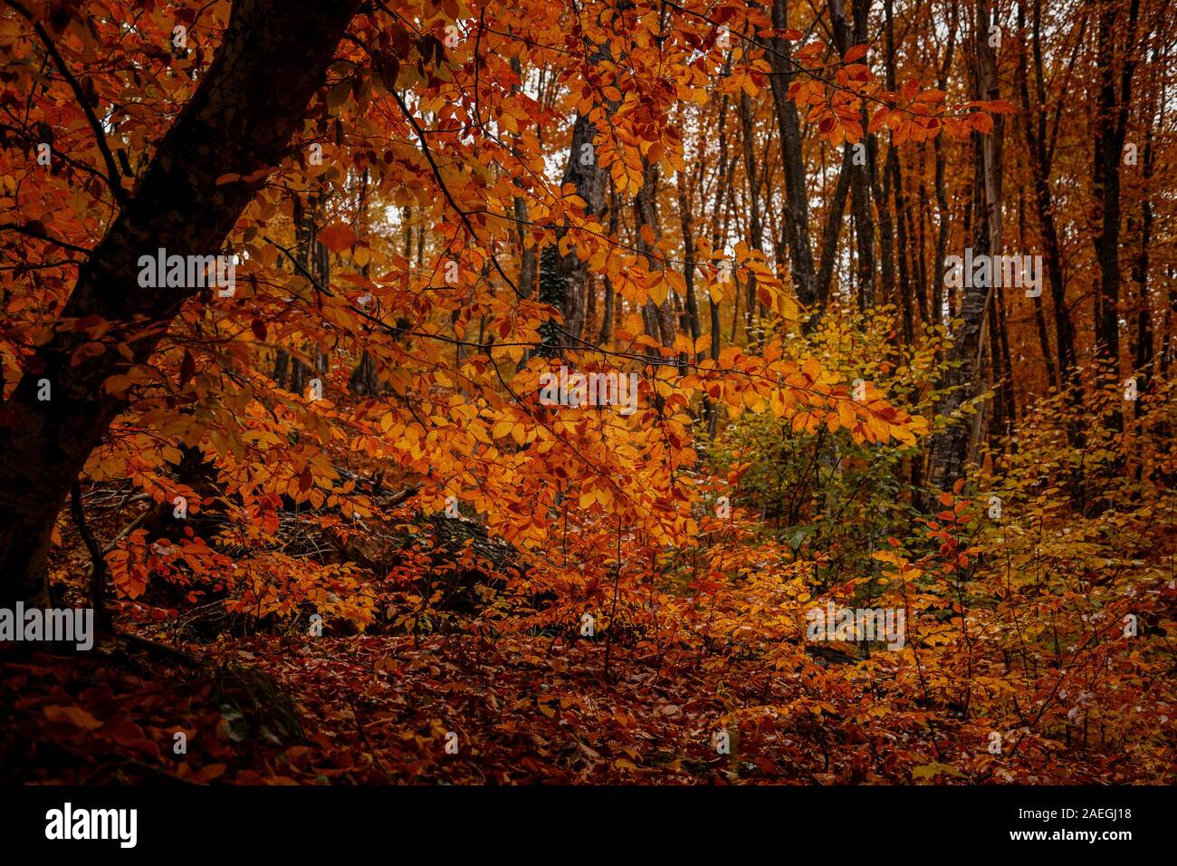 Tree Raine autumn yellow trees in the forest in raine. Beauty of nature concept ...