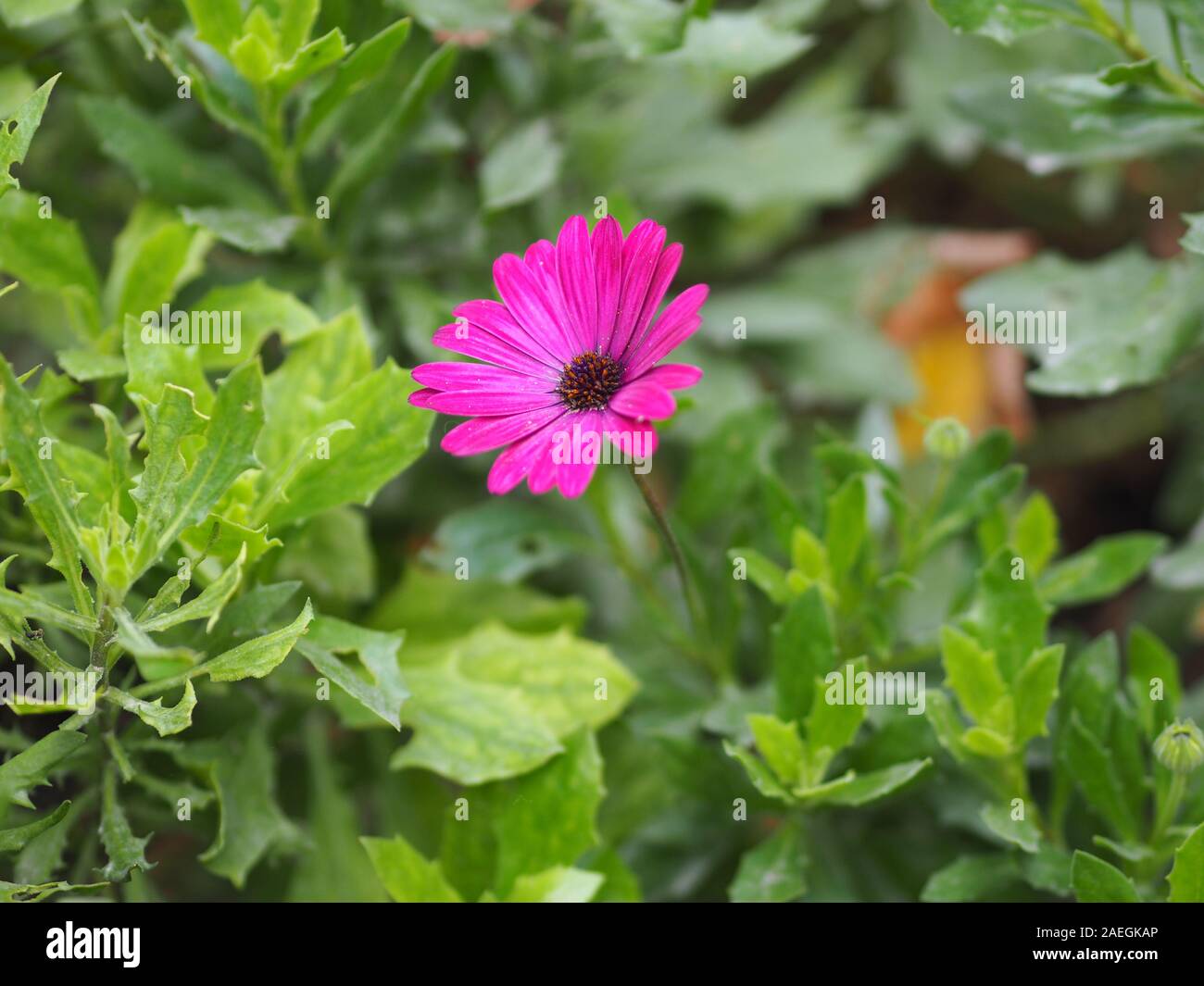 Gerbera , Barberton daisy pink color on burred of nature background space for copy write Stock Photo