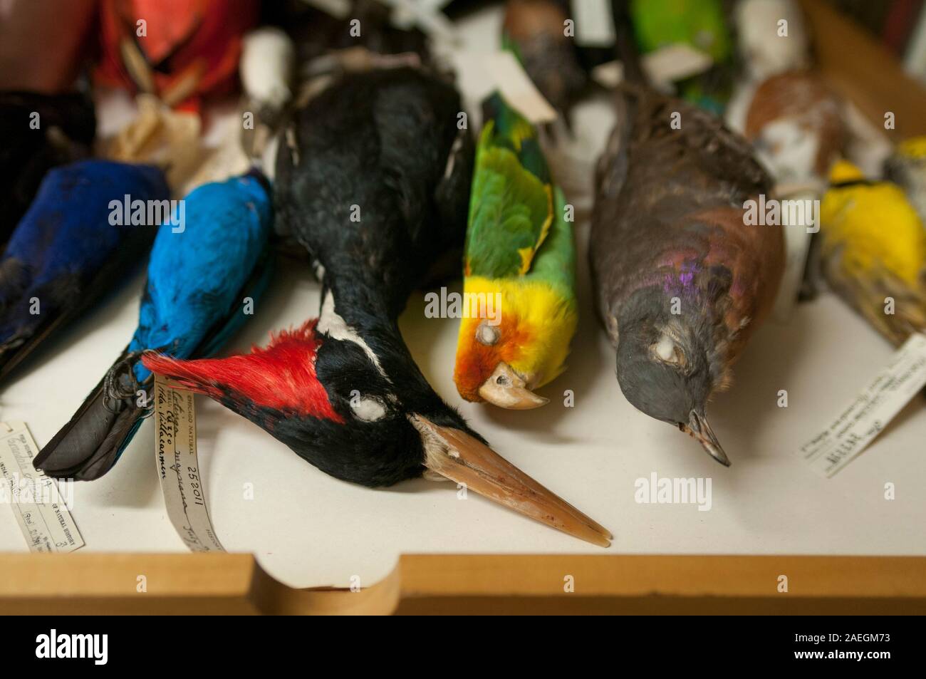 Specimens of extinct birds in the Field Museum of Natural History, Chicago, USA. L to R: Ivory-billed Woodpecker, Carolina Parakeet, Passenger Pigeon. Stock Photo