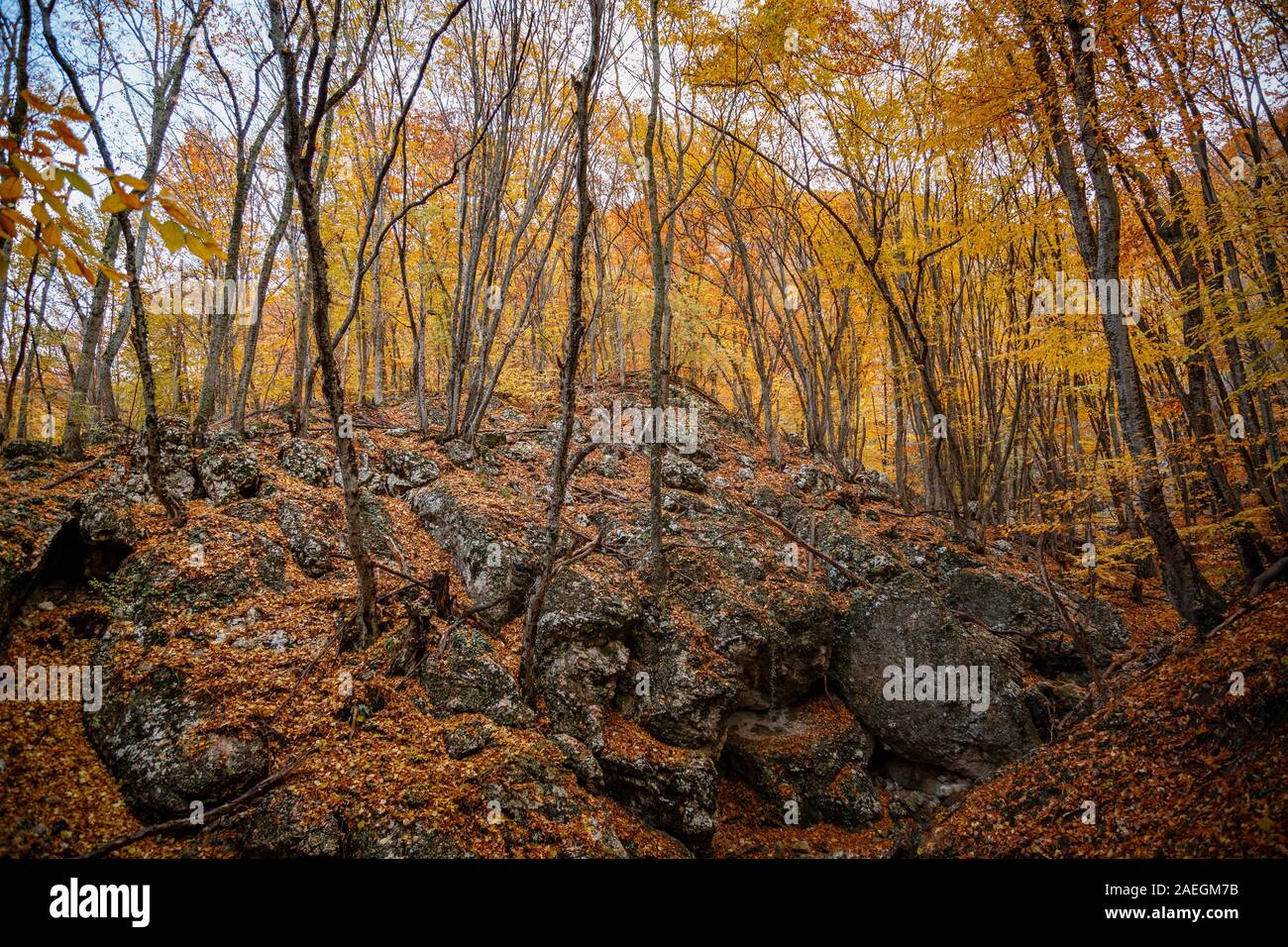 Tree Raine Raine park hi-res stock photography and images - Alamy