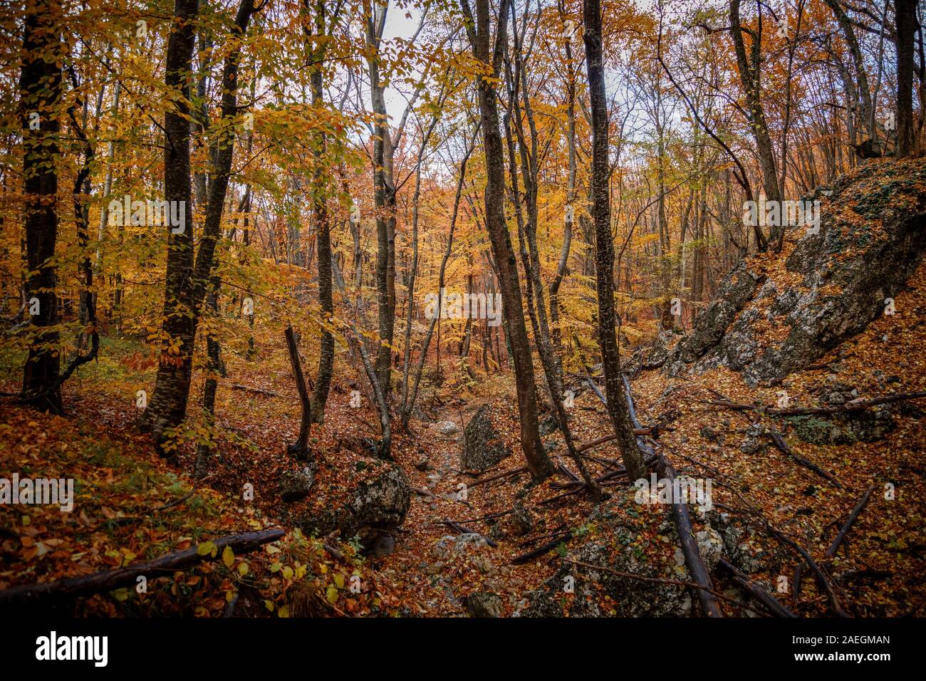 Tree Raine autumn yellow trees in the forest in raine. Beauty of nature concept ...