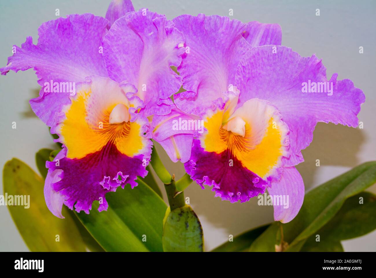 Pink Cattleya flower Stock Photo