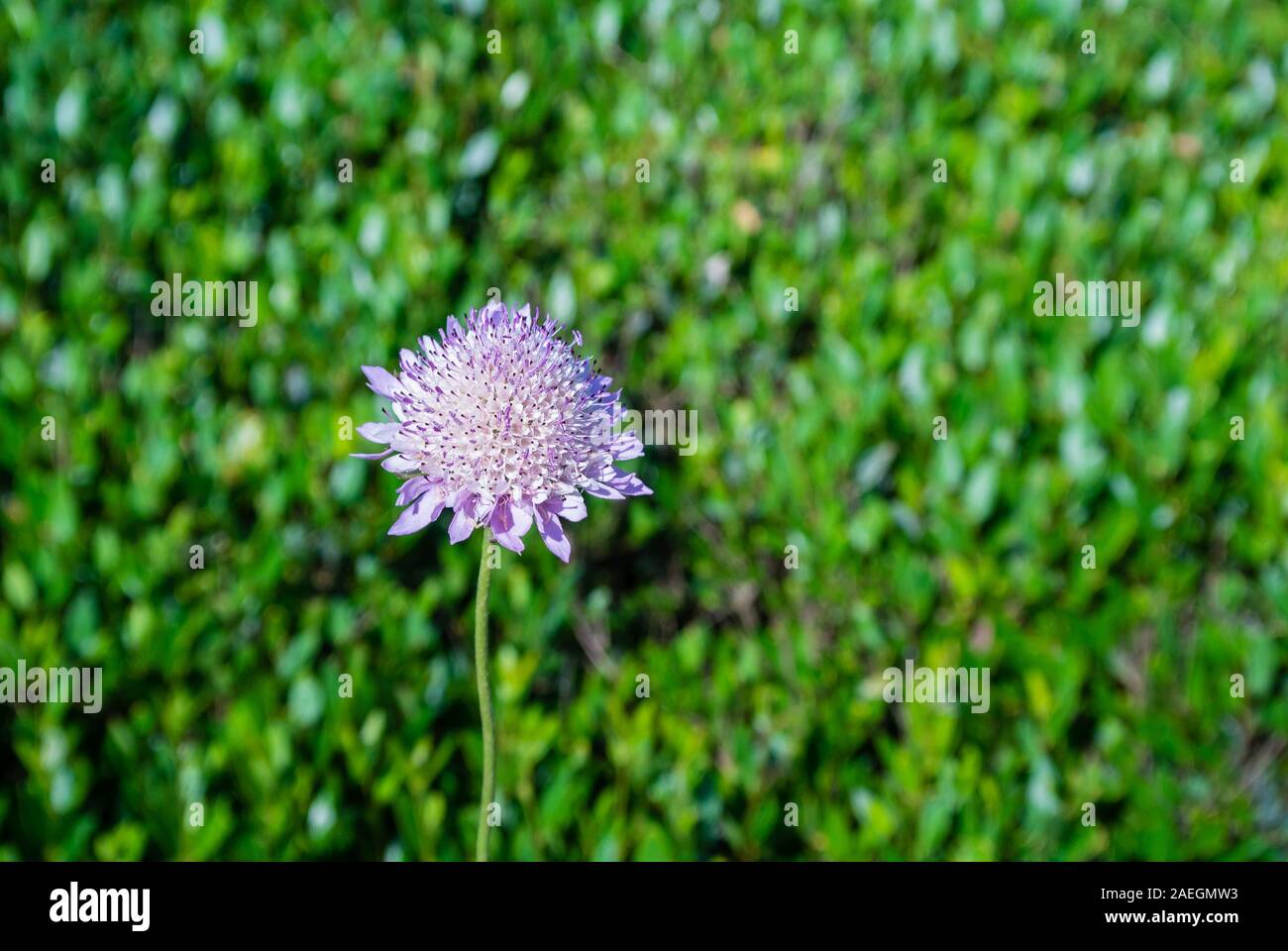 Pink wild flower with green background Stock Photo
