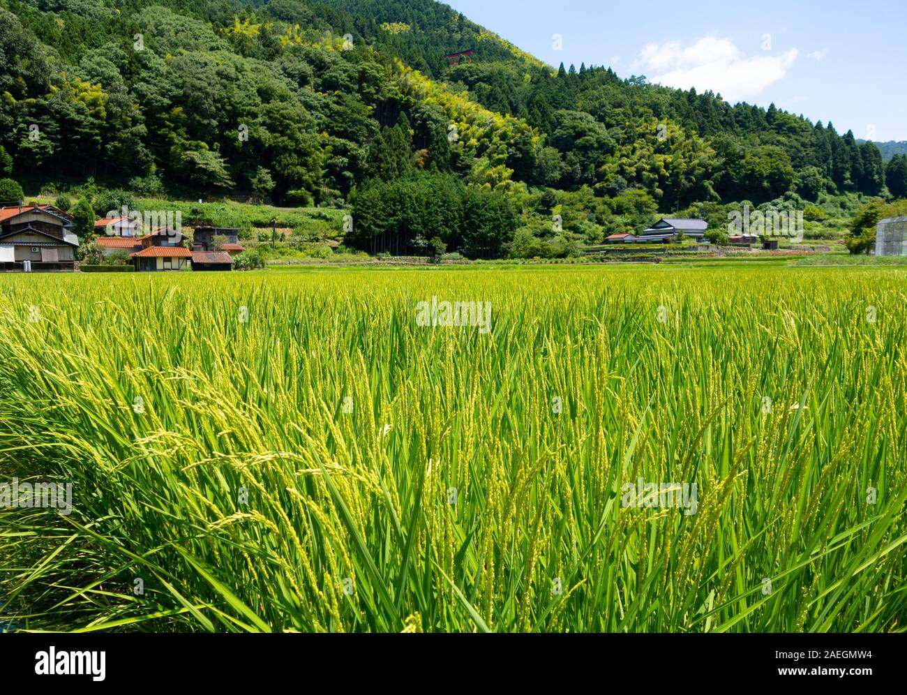 Landscape of paddy field in japanese countryside, yamaguchi, japan
