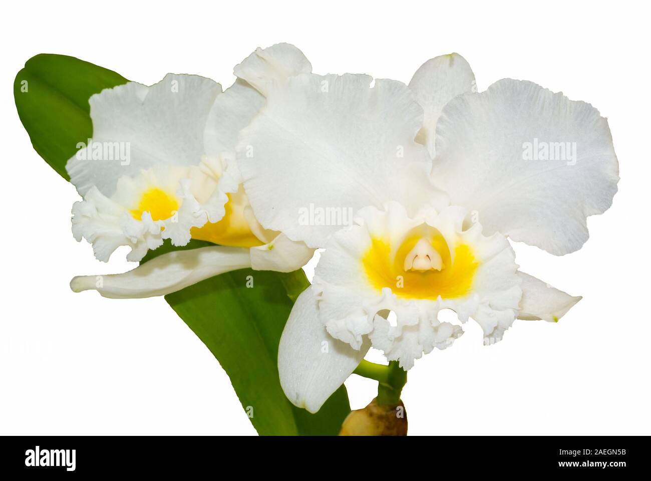 Cut out Cattleya flower with white background Stock Photo