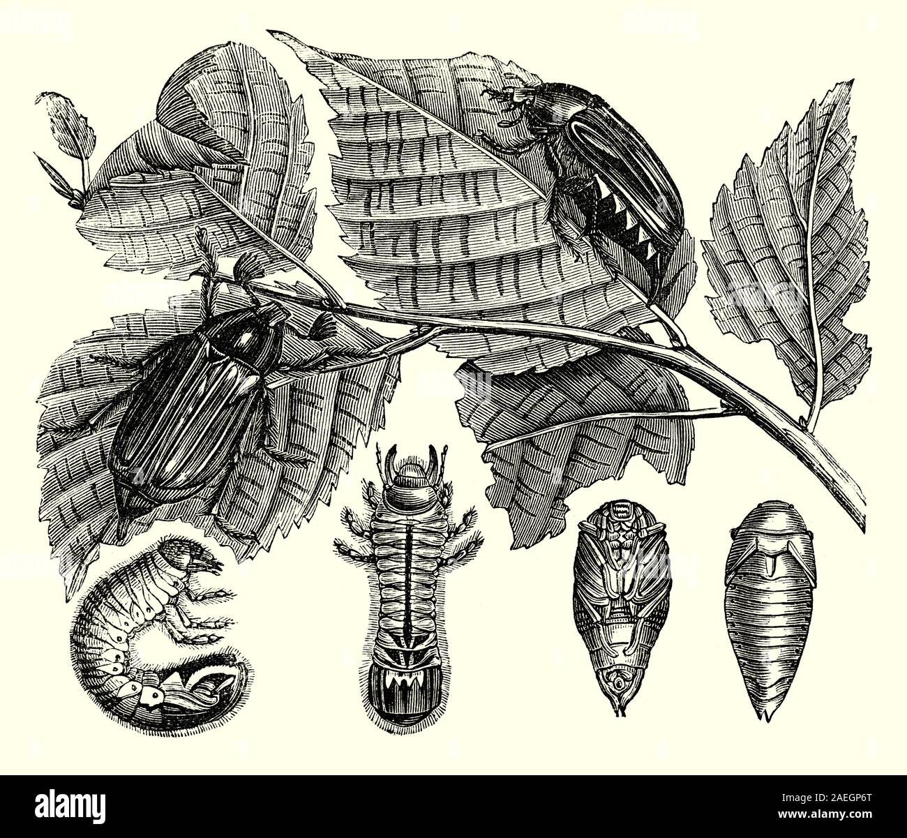 Adults, larva and Nymph of the cockchafer, colloquially called Maybug or doodlebug,is a European beetle of the genus Melolontha, in the family Scarabaeidae. Once abundant throughout Europe and a major pest in the periodical years of 'mass flight', when it destroyed plantations, it had been nearly eradicated in the middle of the 20th century through extensive use of pesticides, however, since an increase in regulation of pest control beginning in the 1980s, its numbers have started to grow again. Stock Photo