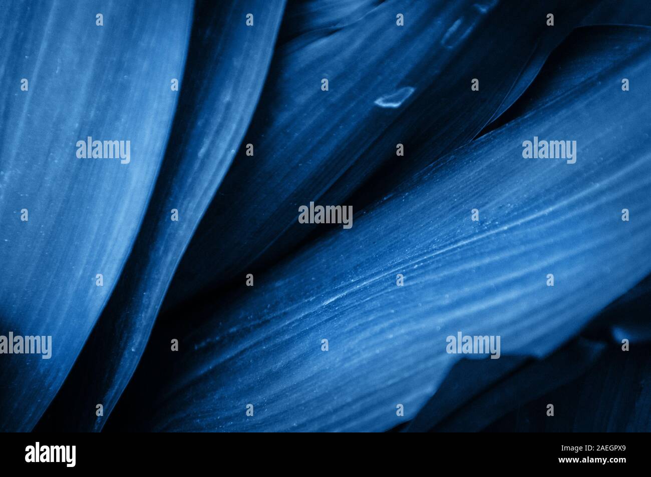 Classic tropical hi-res stock photography and images - Alamy