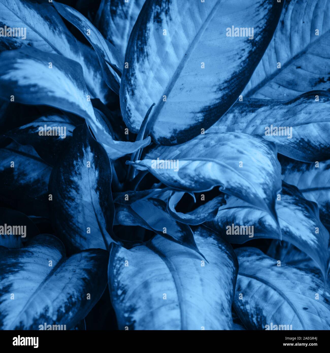Classic tropical hi-res stock photography and images - Alamy