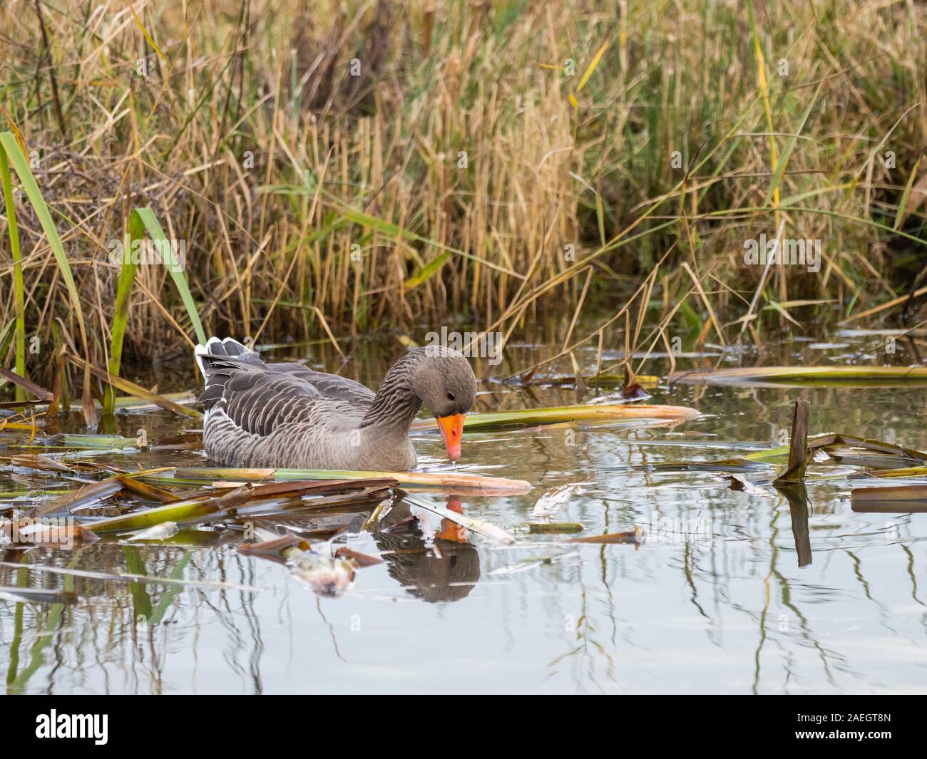 Goose Reed Greylag Goose (Anser anser) on Water in the Reeds Stock Photo - Alamy