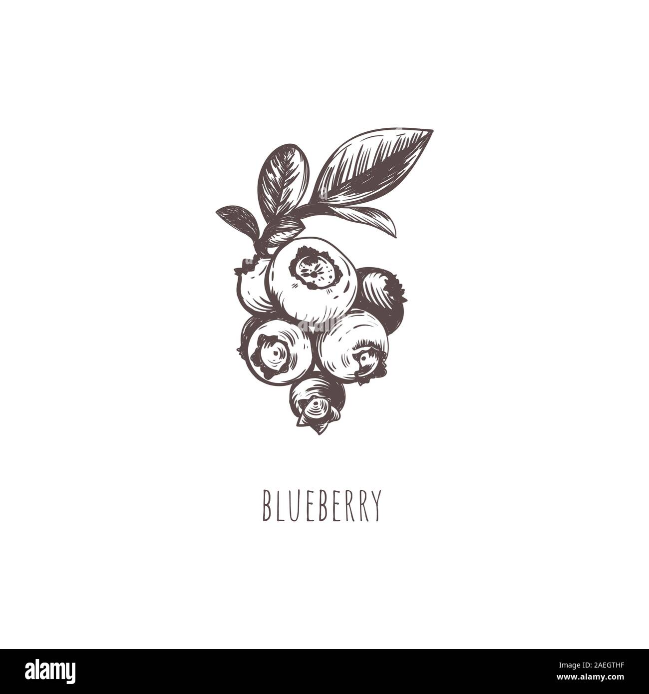 Doodle freehand sketch drawing of blueberry fruit 3486476 Vector Art at  Vecteezy