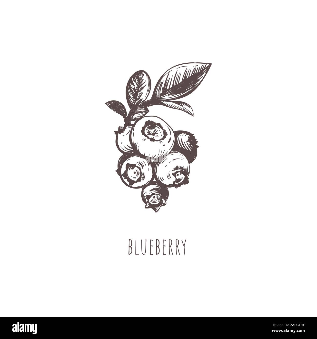 Blueberry berry sketch hand drawing Stock Vector Image & Art Alamy