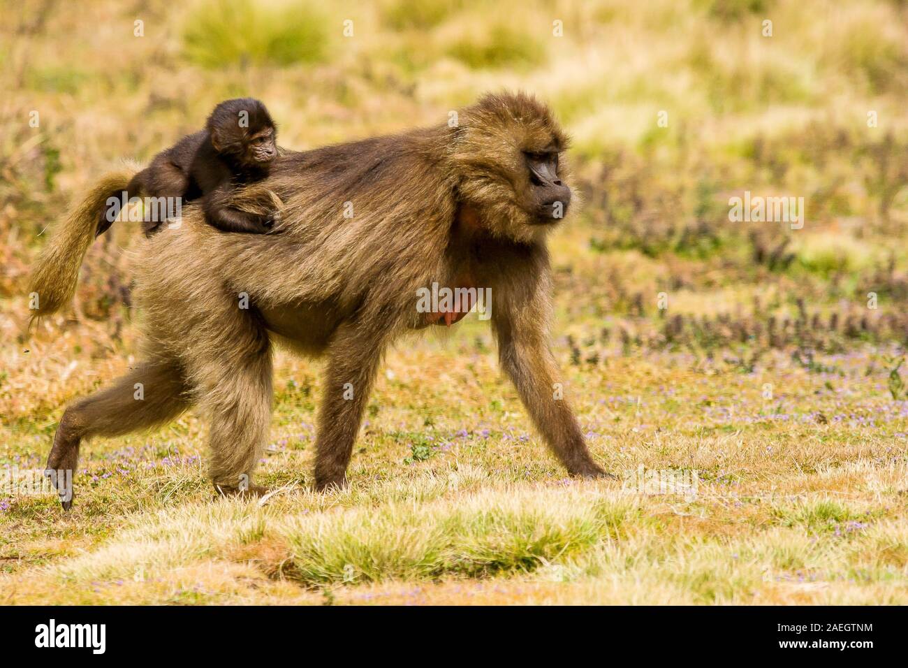 Gelada baboons, mother with baby on her back (Theropithecus gelada) in the Simien Mountains, Ethiopia. Stock Photo