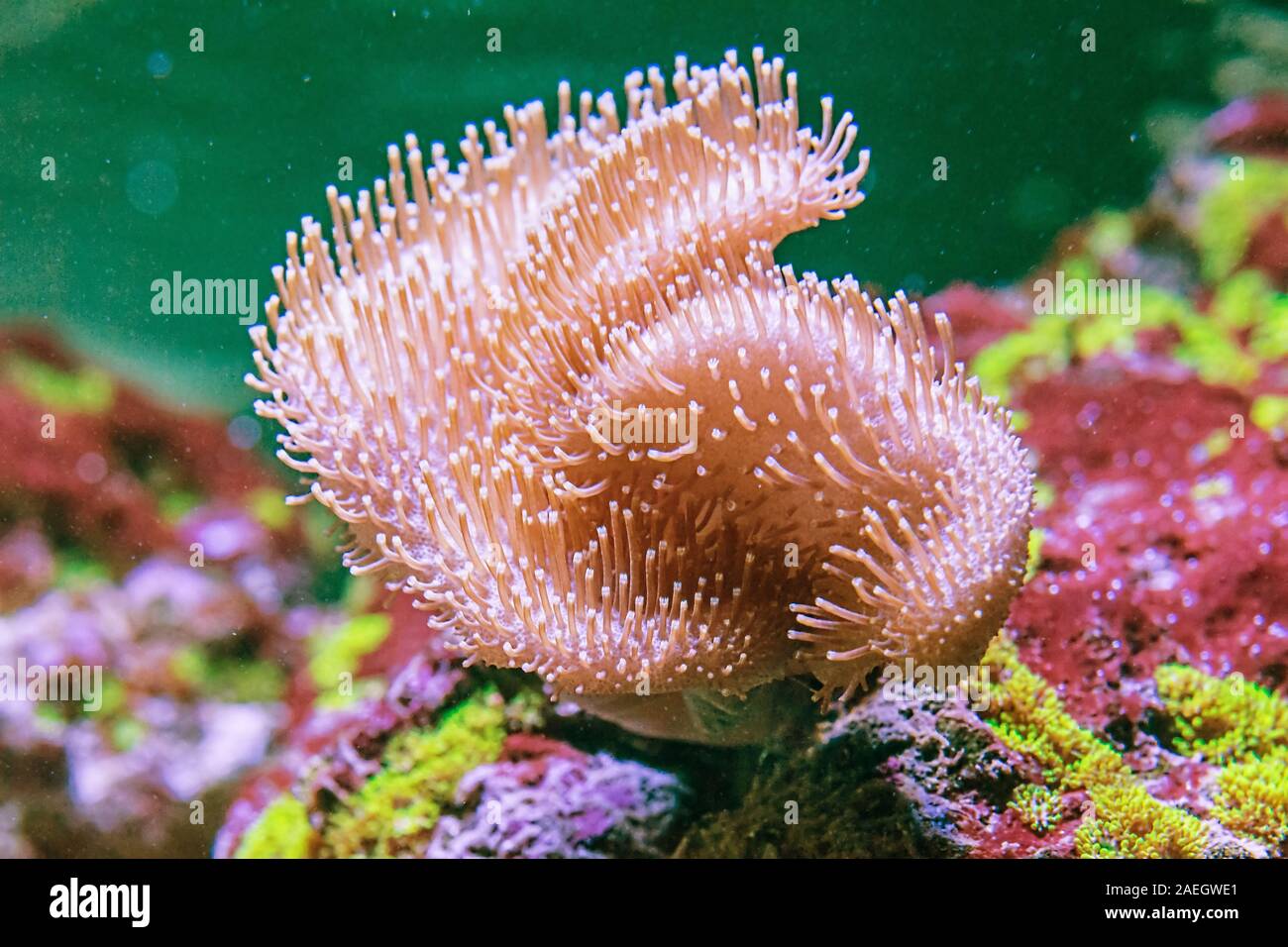 Sarcophyton , Mushroom coral ( Sarcophyton glaucum ) Stock Photo