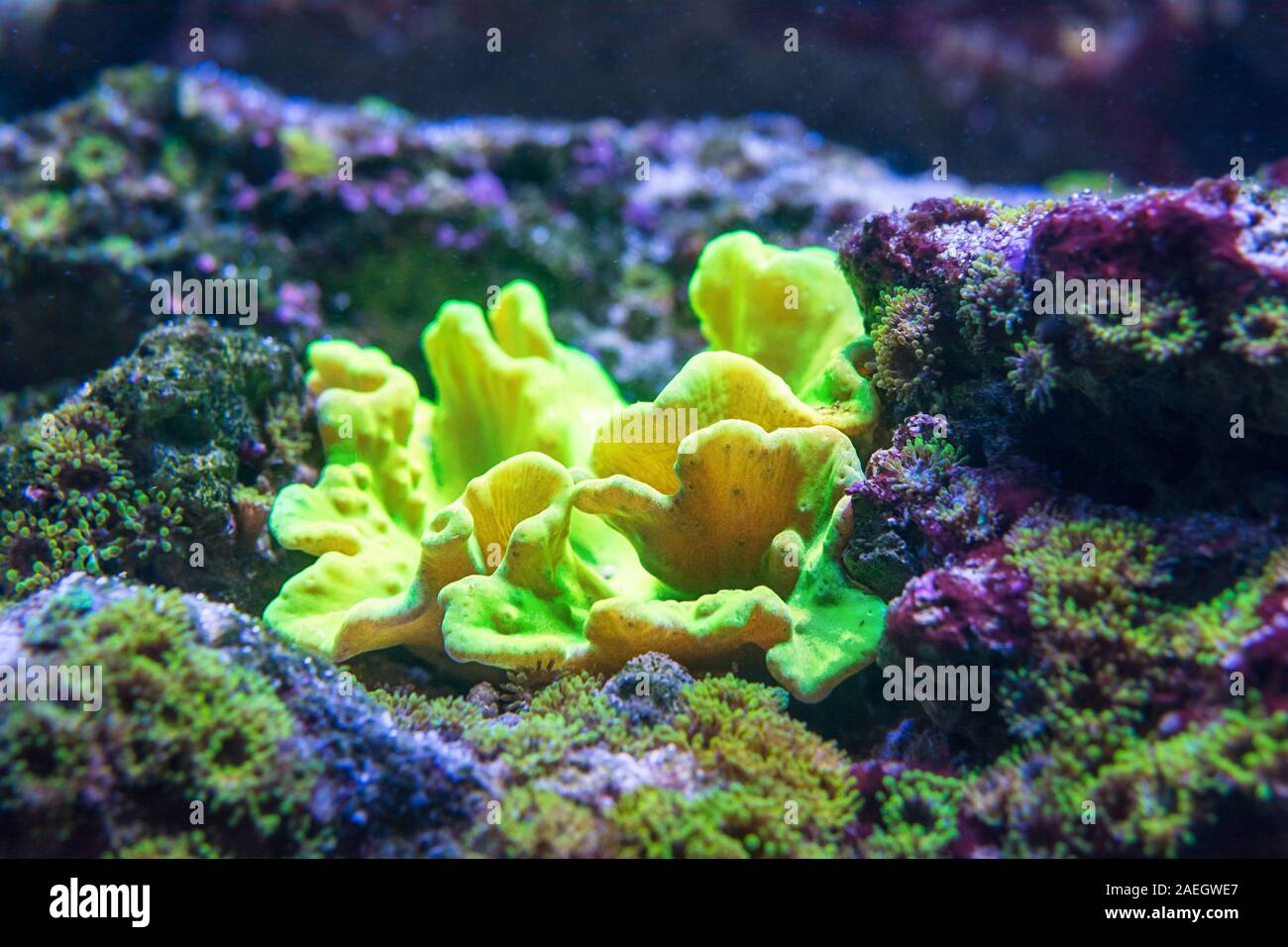 sinularia dura coral in nature reef Stock Photo - Alamy