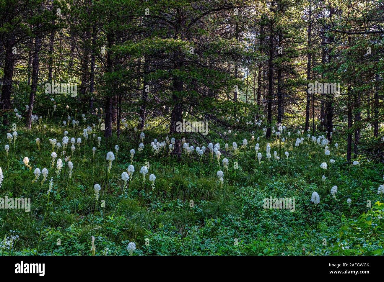 Beargrass in a clearing along the Continental Divide Trail in the Many Glacier area of Glacier National Park in Montana. Stock Photo