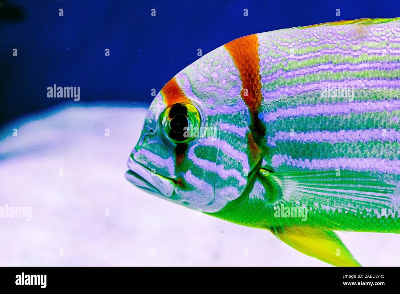 Sailfin snapper (Symphorichthys spilurus), also known as the blue-lined sea bream Stock Photo