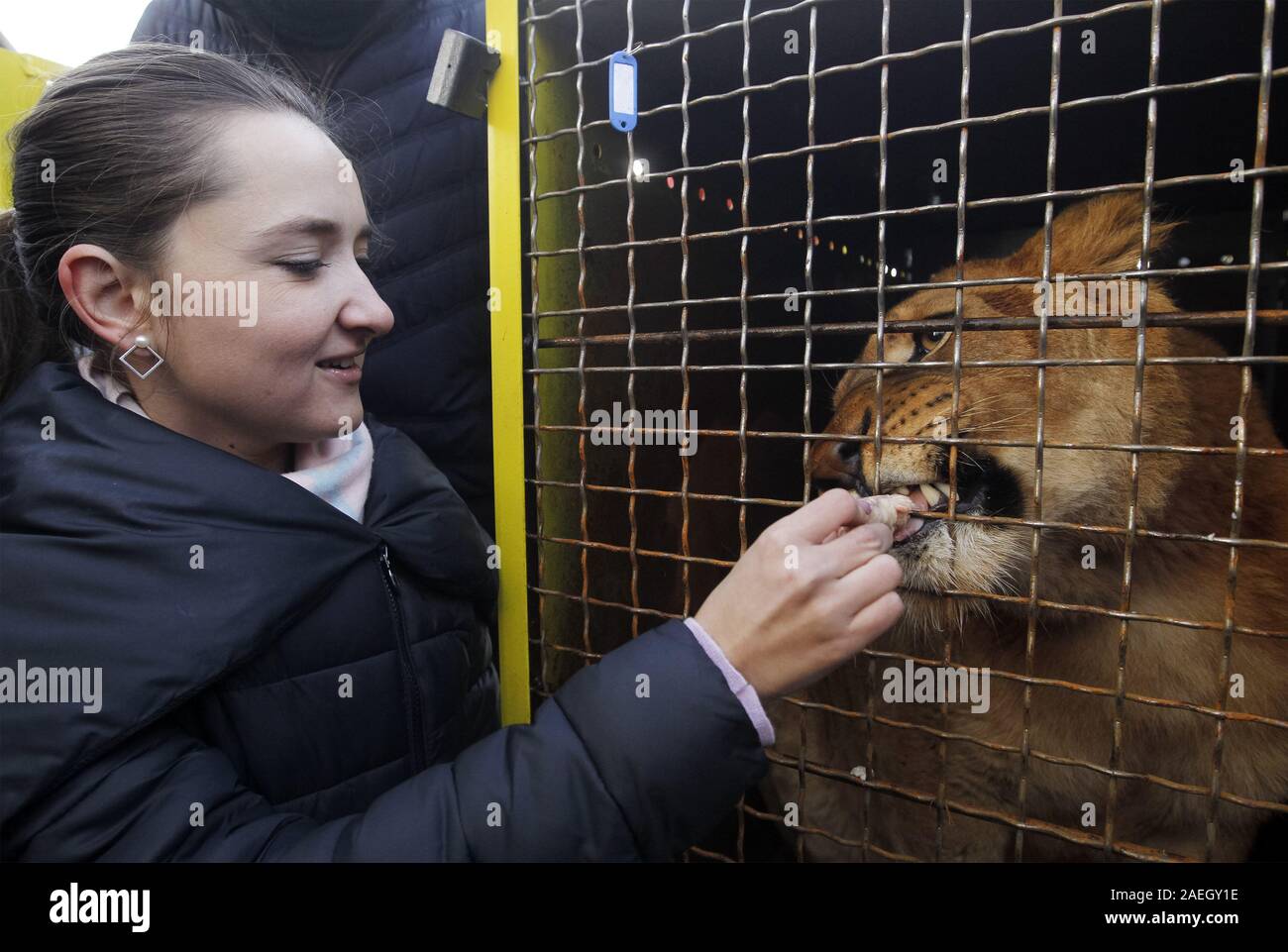Kiev, Ukraine. 9th Dec, 2019. A woman feeds a lion during departure of ...