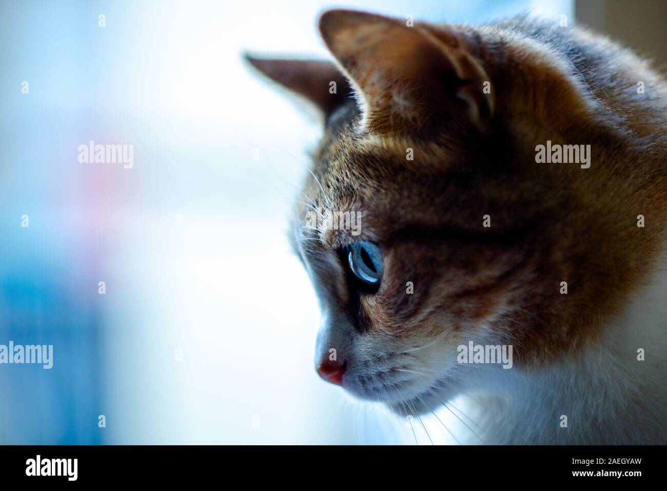 Orange Cat Profile with Window Background Stock Photo