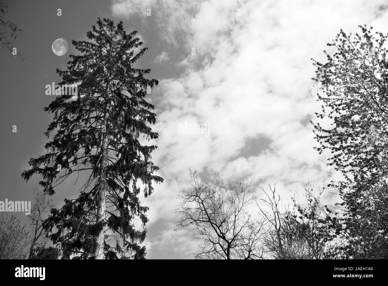 Mountains and trees in black and white Stock Photo - Alamy