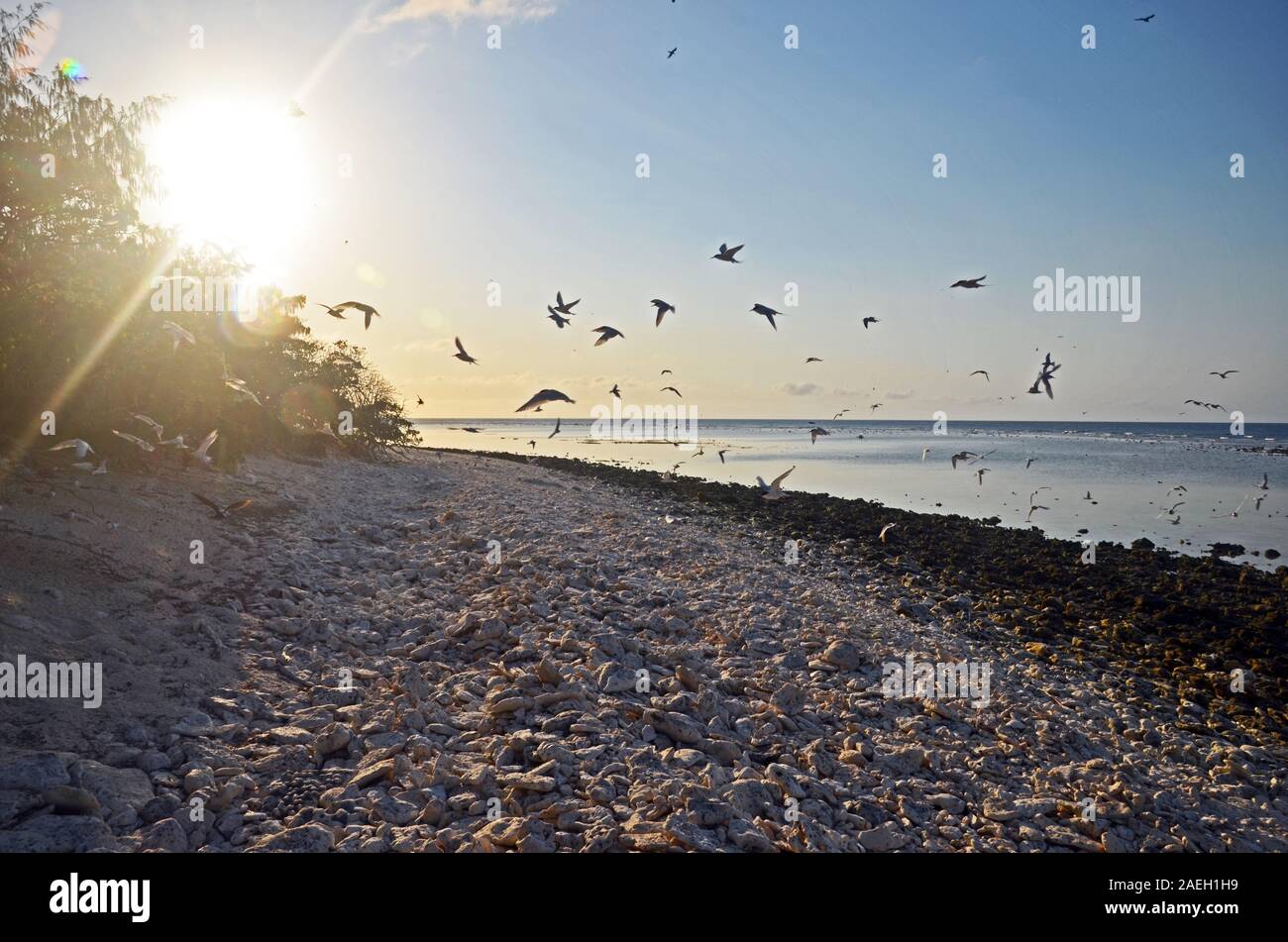 Terns fly over the coral-rubble beach on Lady Elliot Island, Queensland, Australia, as the sun sets Stock Photo