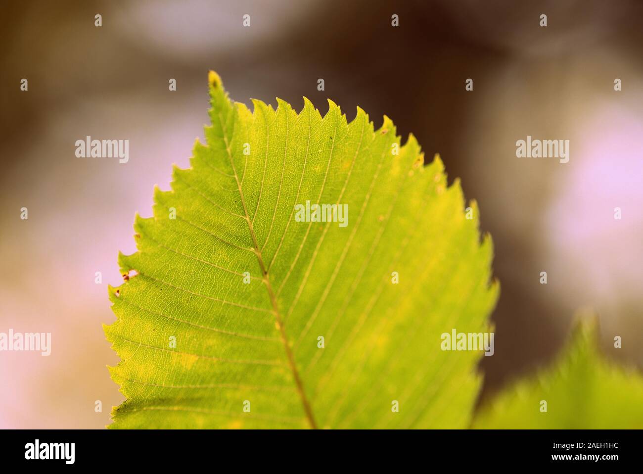 Linden leaves on a clear autumn day close-up. Retro style toned Stock Photo