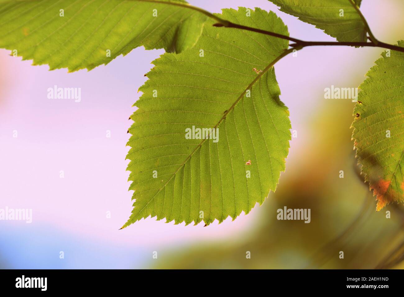 Linden leaves on a clear autumn day close-up. Retro style toned Stock Photo