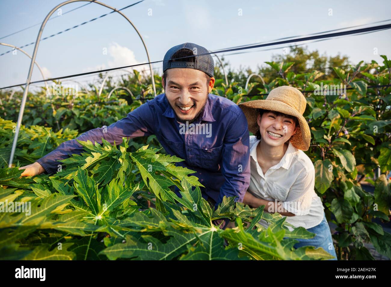 Japanese man wearing cap and woman wearing hat standing in vegetable field, smiling at camera. Stock Photo