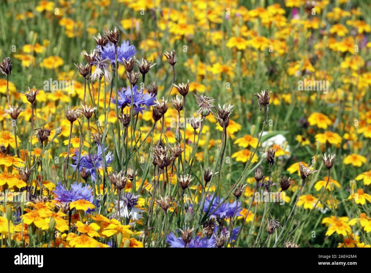 Flowery meadow blue yellow flowers garden Centaurea cyanus Tagetes Stock Photo