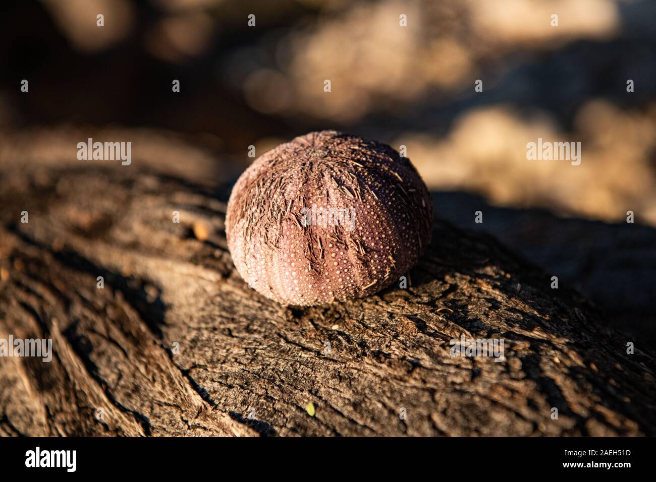 Close up of a sea urchin shell on a rock Stock Photo
