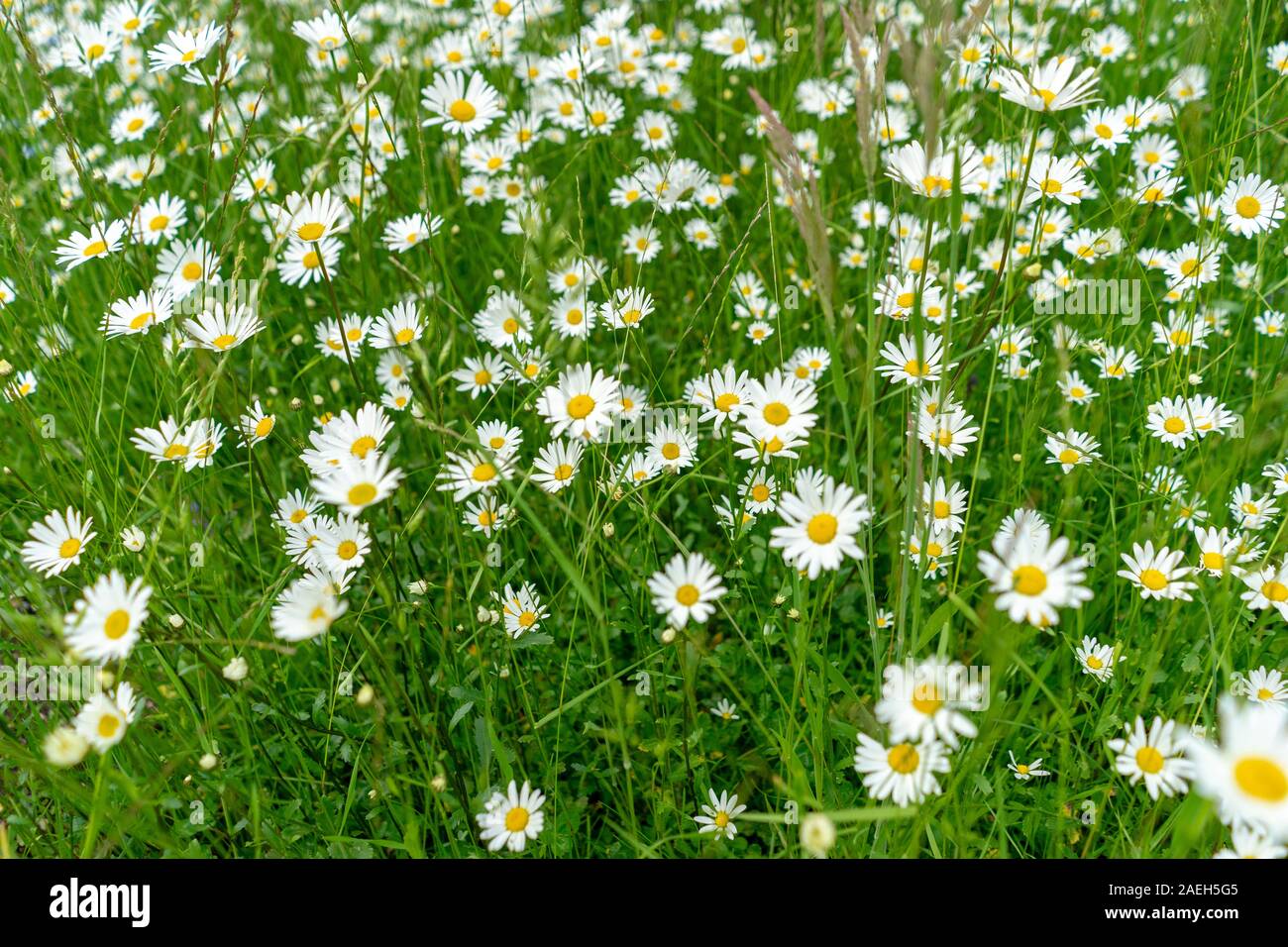Many daisies growing in the grasslands Stock Photo