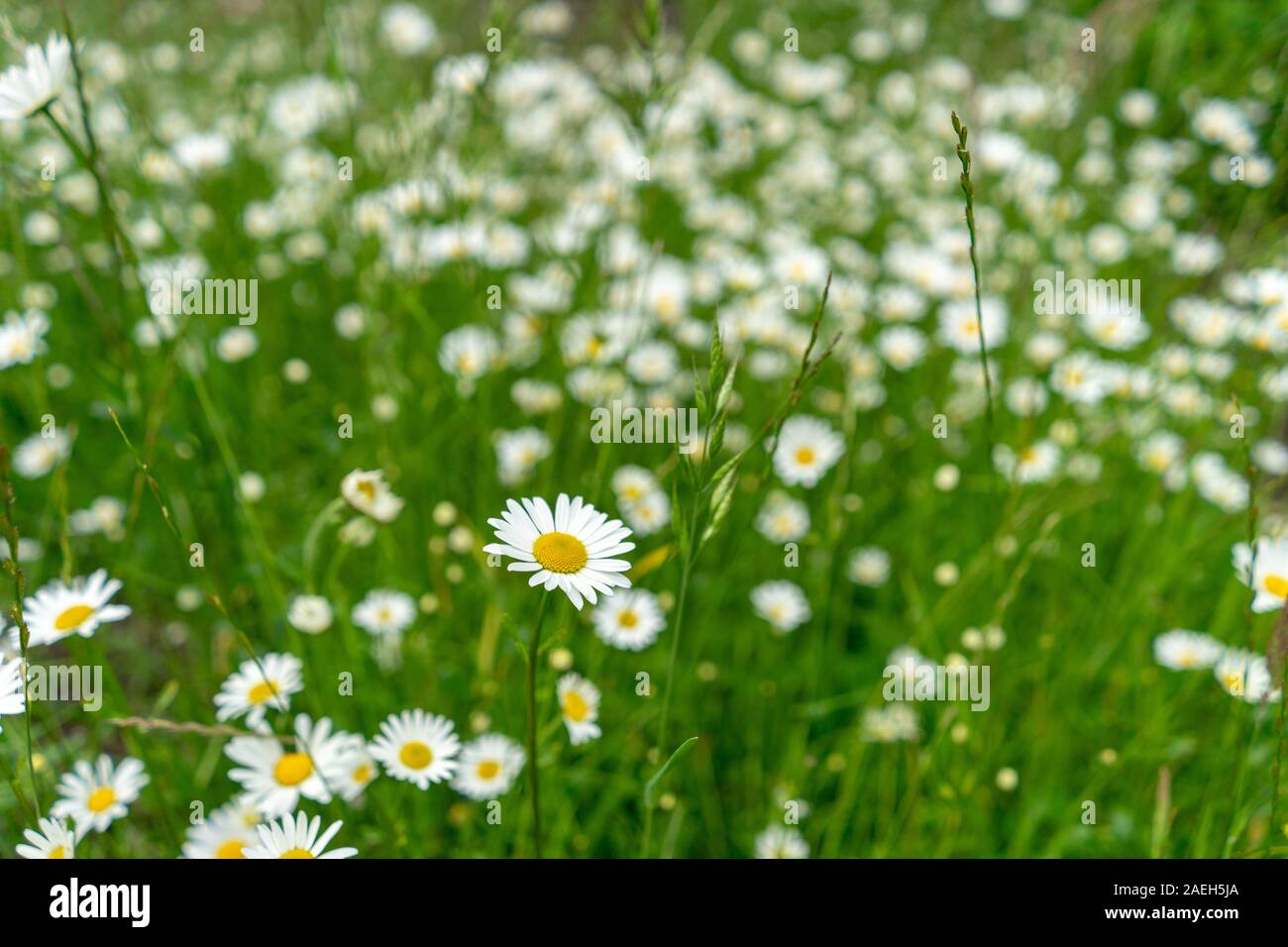 Many daisies growing in the grasslands Stock Photo