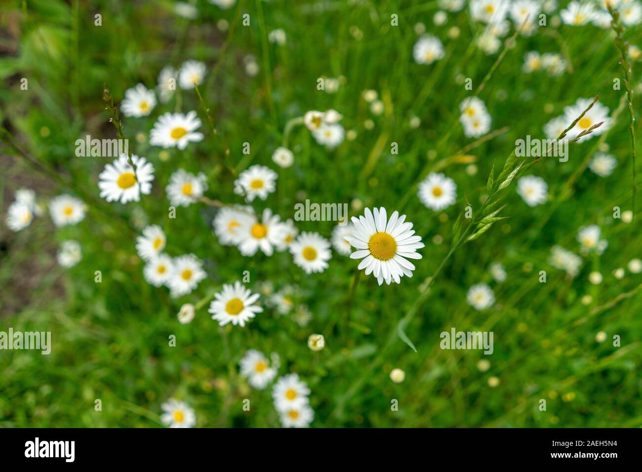 Many daisies growing in the grasslands Stock Photo