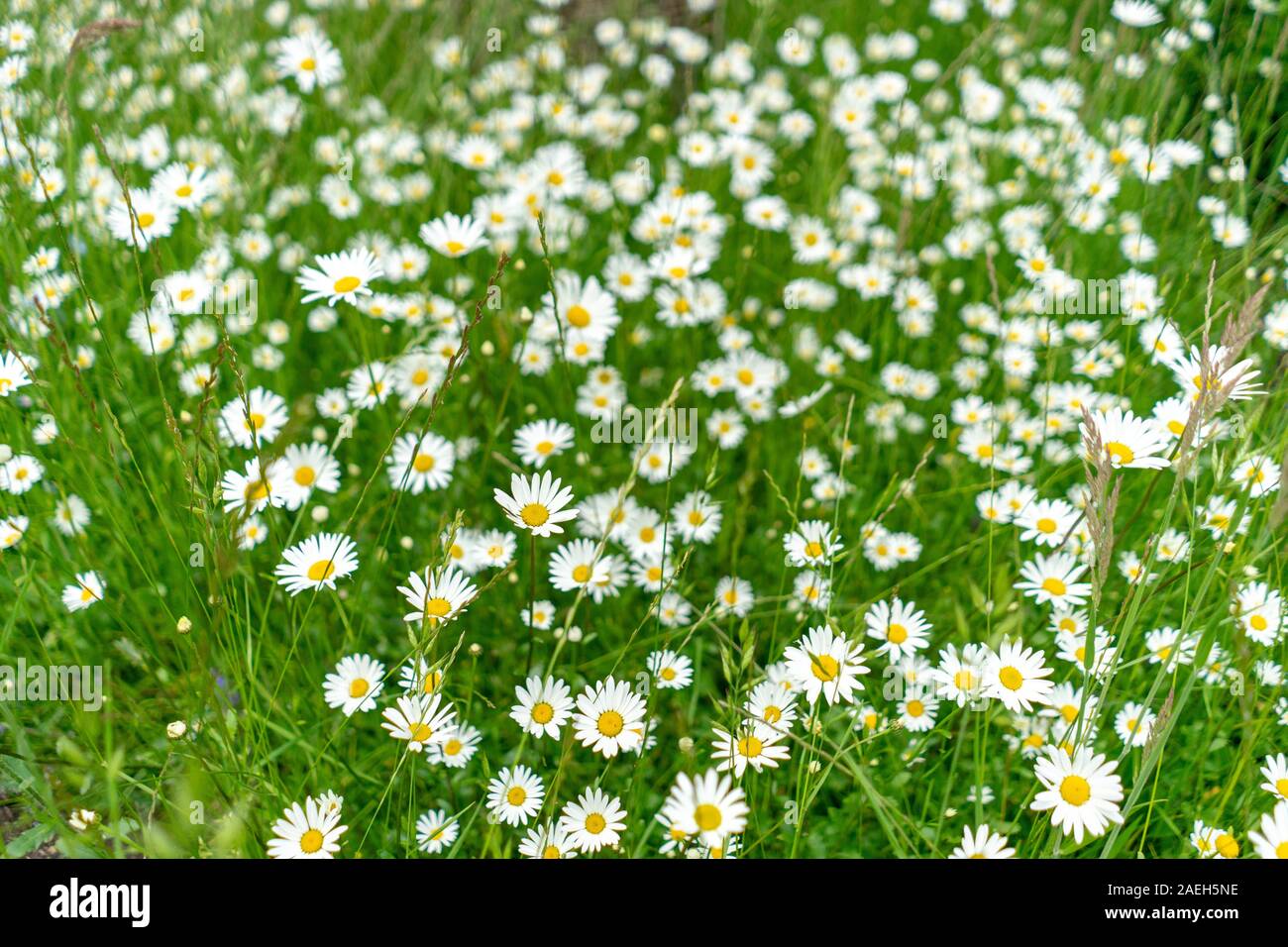 Many daisies growing in the grasslands Stock Photo