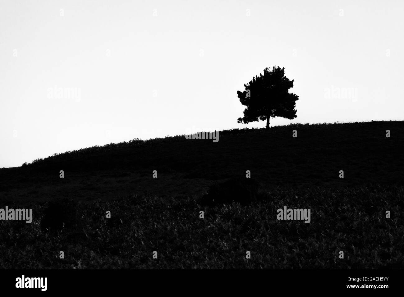 Black and white photo of a solitary New Forest Tree in Silhouette on a hill top with light catching the foreground Stock Photo