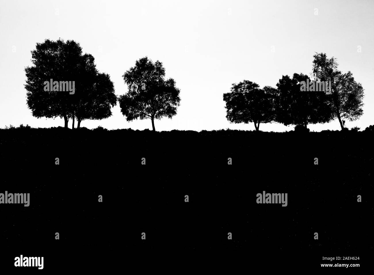 Black and white photo of a line of tree's in Silhouette on the horizon in the New Forest in the UK Stock Photo