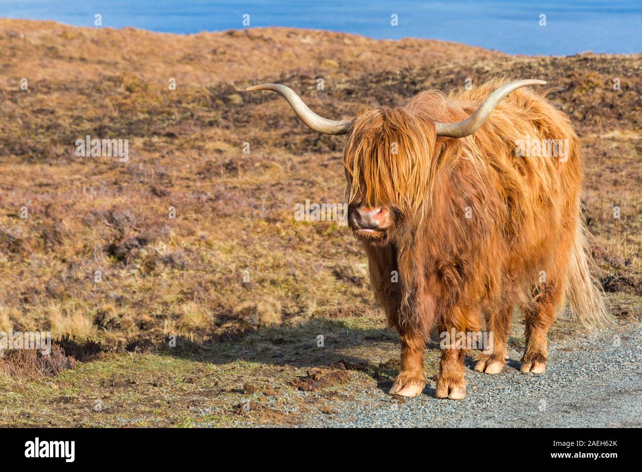Highland cattle cow in landscape on Isle of Skye near Elgol, Scotland ...