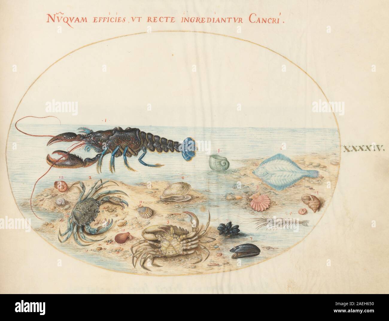Shell Observations Plate XLIV from Animalia Aqvatilia et Cochiliata by Joris Hoefnagel ...