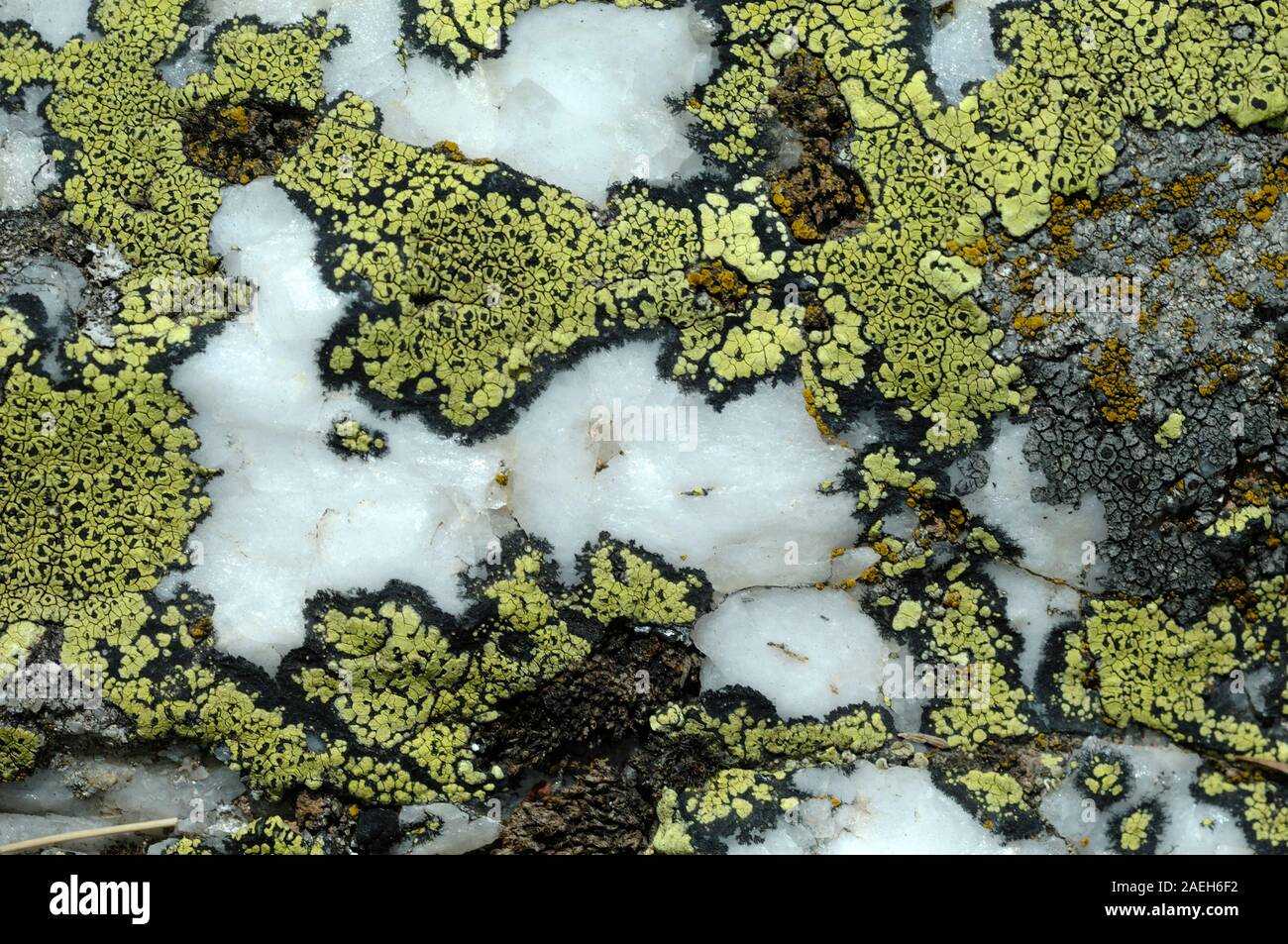 Pattern of Lichen Thalli of Map Lichen Rhizocarpon geographicum Growing on Boulder with Quartz Rock in European Alps Stock Photo