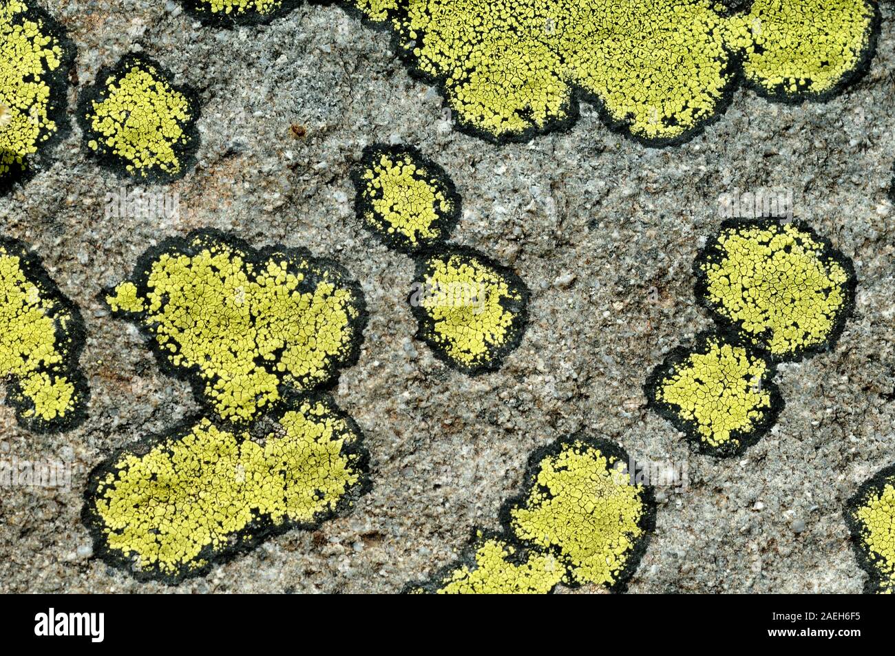Abstract Pattern of Lichen Thalli Forms of Map Lichen Rhizocarpon geographicum, a Species of Lichen Growing in Mountainous Areas Stock Photo
