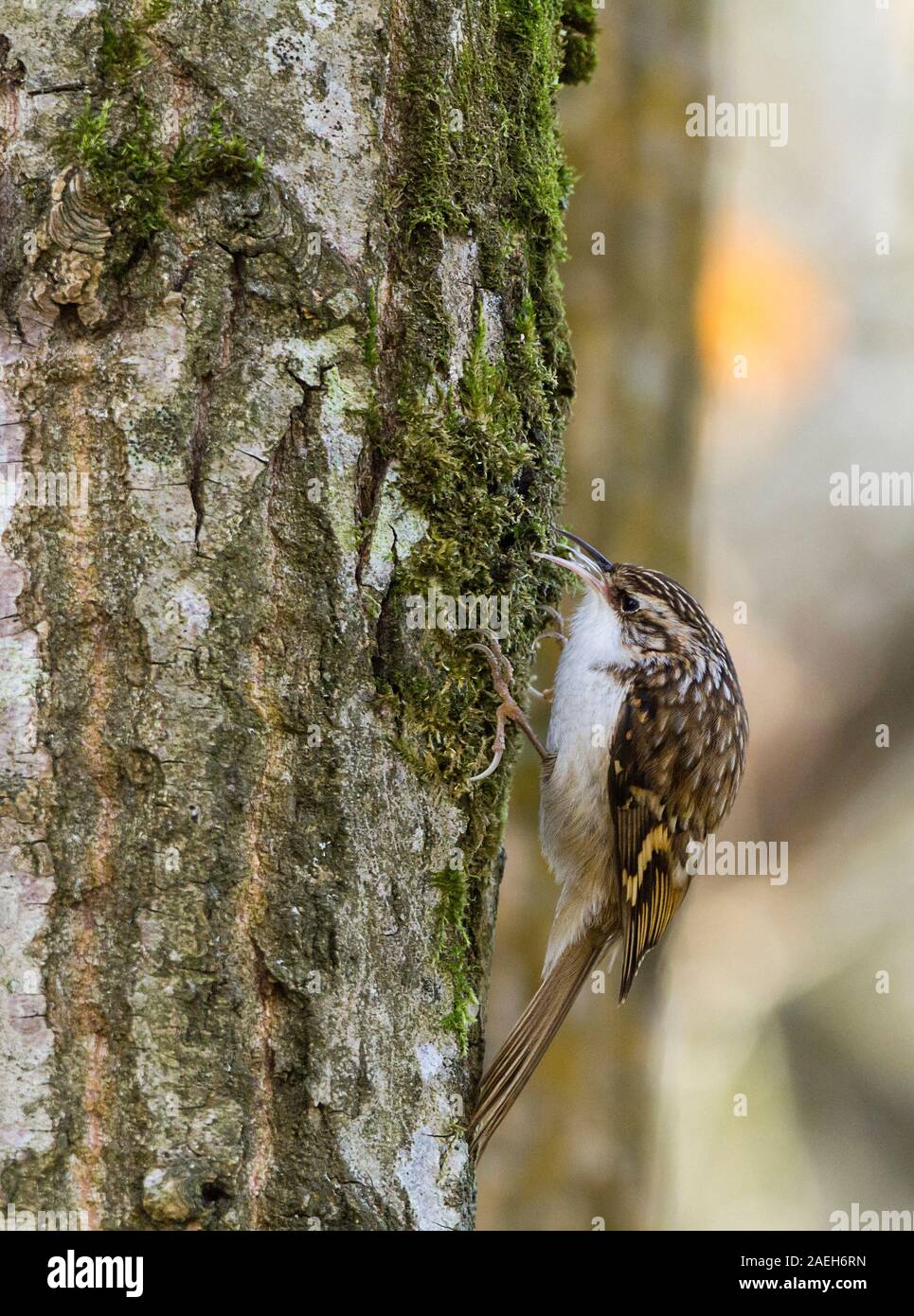 Treecreeper (Certhia familiaris) long downcurved bill long stiff supporting tail brown streaky upperparts white underparts and a pale stripe over eye Stock Photo