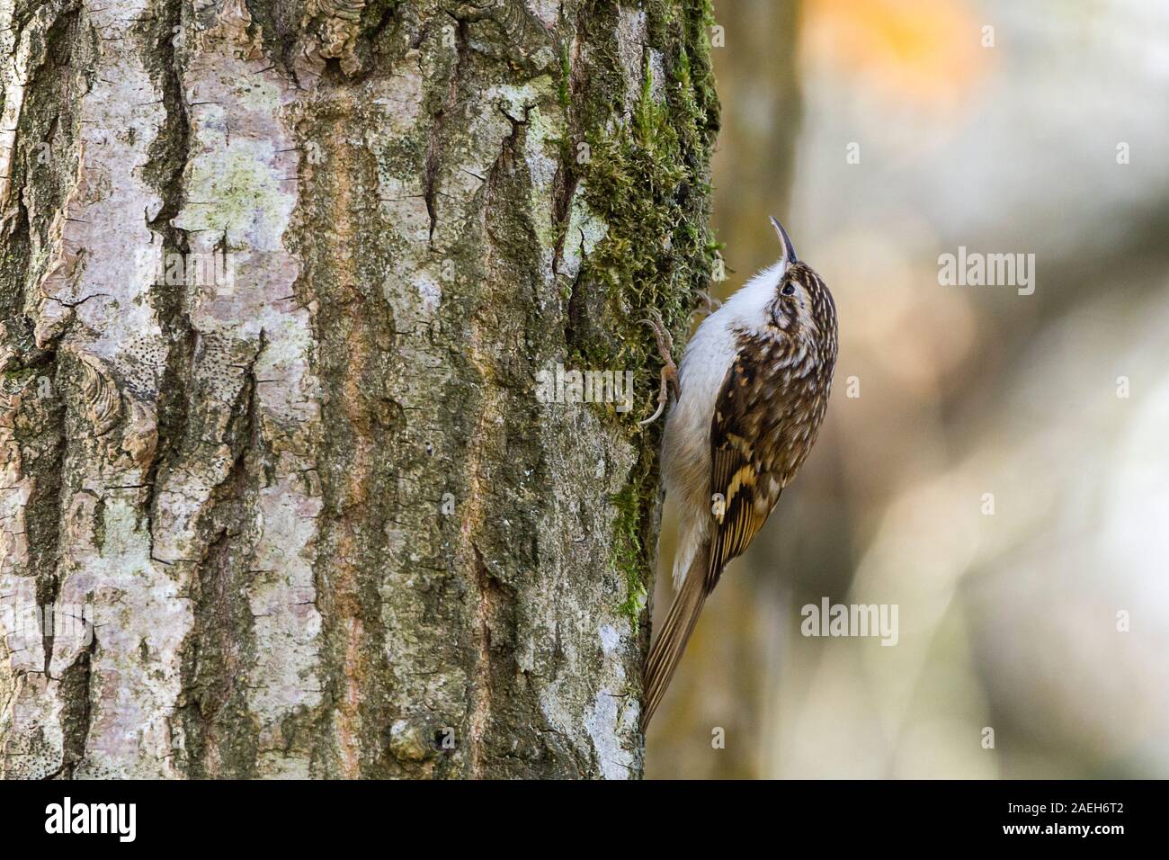 Treecreeper (Certhia familiaris) long downcurved bill long stiff supporting tail brown streaky upperparts white underparts and a pale stripe over eye Stock Photo
