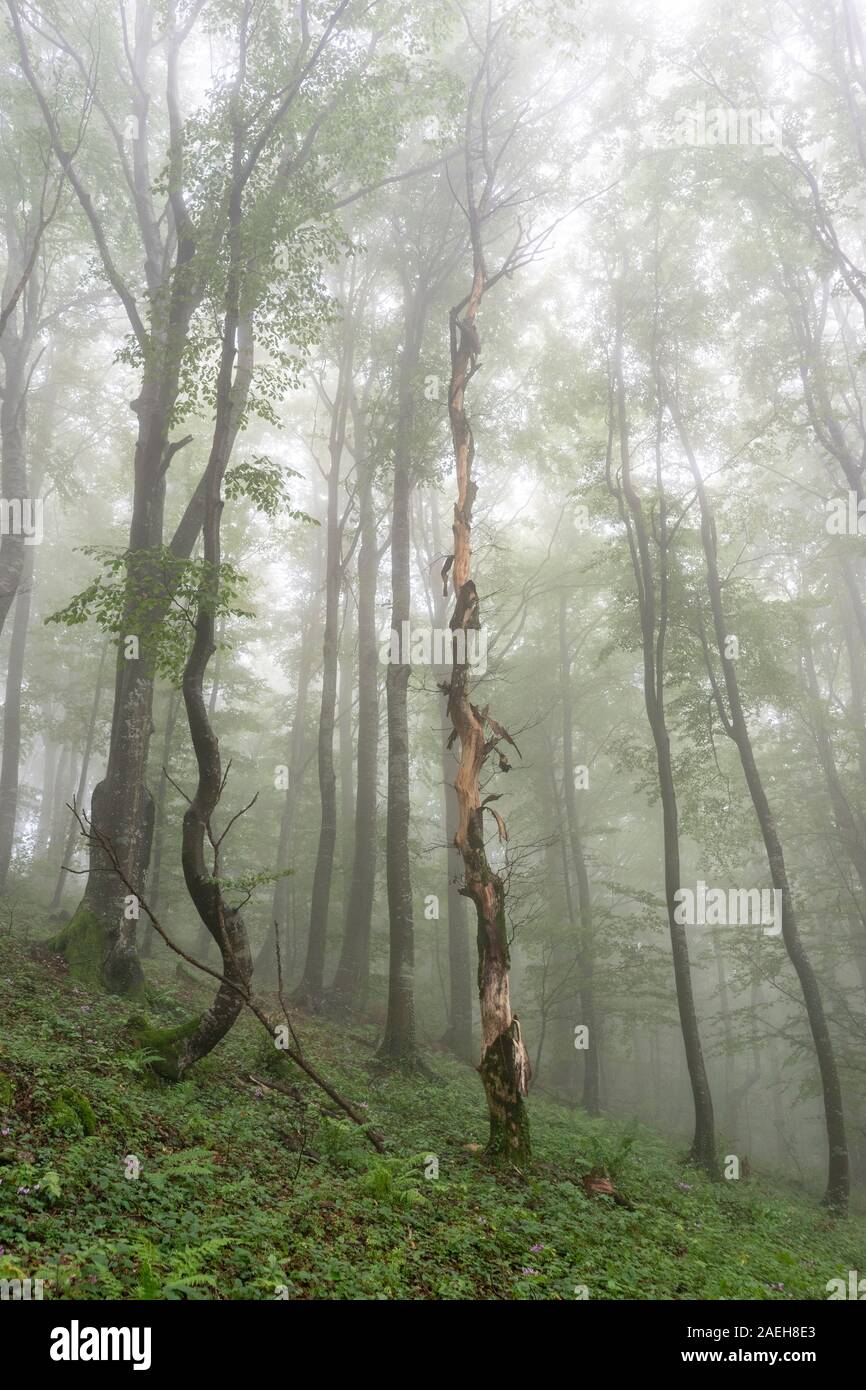 Foggy forest early in the morning Stock Photo - Alamy